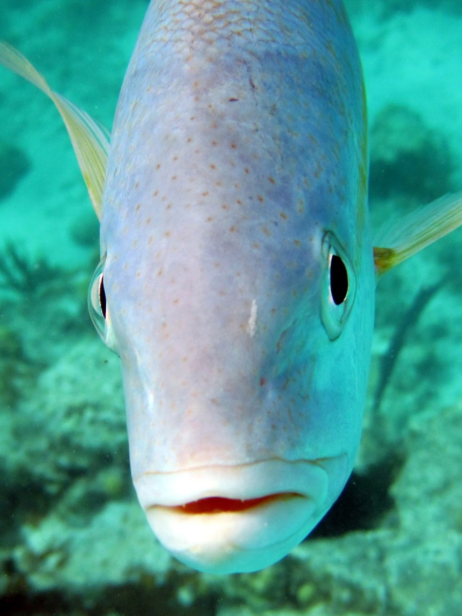 Underwater – US Virgin&nbsp;Islands